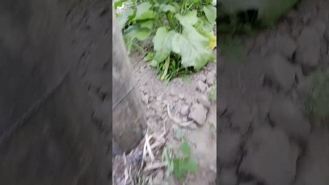 огурчик + сининький= братья на век, или все под 1 крышей!