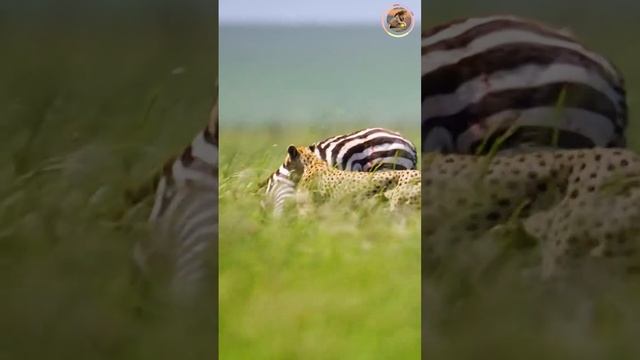 📹  В погоне за жертвой развивают скорость до 120 км/ч, разгоняясь до 90 км/ч за 3 секунды. смотреть онлайн