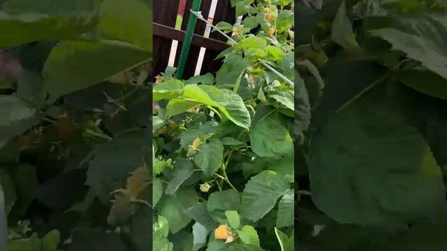 Шикарный урожай малины на органике.