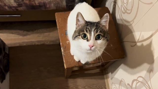 📦ПЕРЕЕЗД 🏠🔑 | Переехала к парню 🎉❤️| Начинаю семейную жЫзнь 👫 | Жизнь с парнем🐞 смотреть онлайн