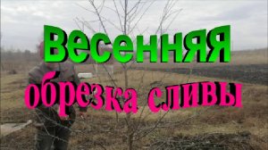 Весенняя обрезка сливы