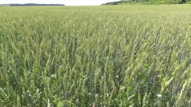 Путешествие ►Цивильск ► Природа ► Сергей Романович смотреть онлайн