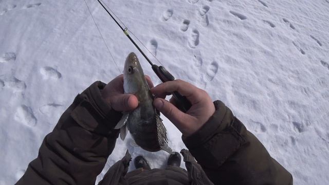 ВОТ ЭТО УДАРЫ! ПОПАЛ НА РАЗДАЧУ СУДАКА! ЩЕДРЫЙ ВЕСЕННИЙ ЛЁД смотреть онлайн
