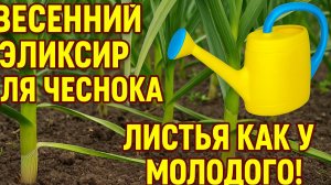 Весенний эликсир для чеснока —- листья как у молодого!