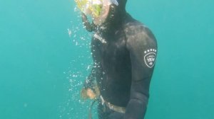 Охота за приморским гребешком