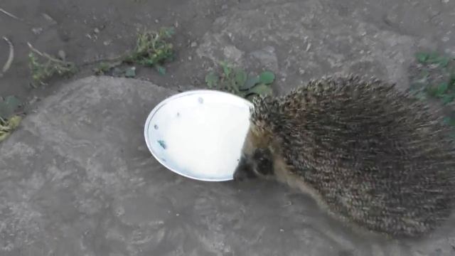 Ёжик не принял гостеприимства нашего и угощения молоком.  13. 07. 2018