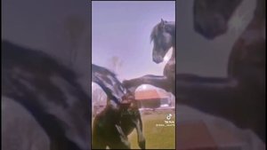 ❤Tik Tok|| лошади✨ эдиты + тутор❤