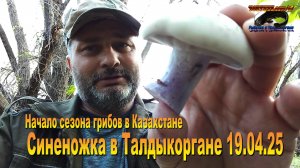 Первые грибы в Талдыкоргане 19.04.25