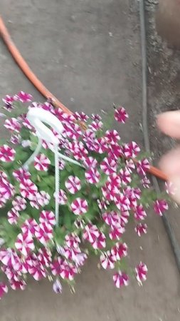 Петуния вегетативная в кашпо ! подушка из соцветий!