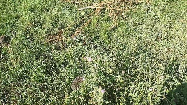 Алтай, С. Сибирячиха - ёжик пришёл домой