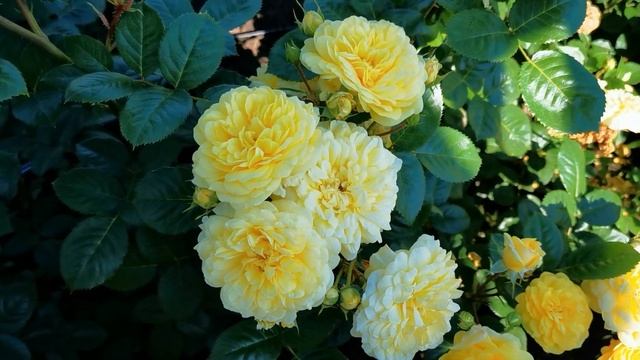 Роза Ани Дюпрей Anny Duperey смотреть онлайн