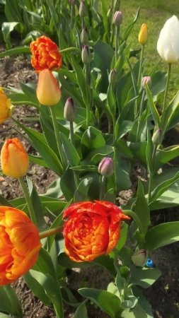 Тюльпаны цветут #garden #цветы #nature #gardening #flowers  #дача #сад