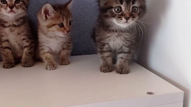 Котята