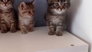 Котята
