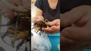 Обещали выжить! Реанимация уцененных лилейников!
