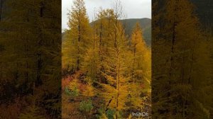 10.09.2023г., п. Ягодное, Магаданская область