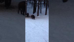 Охота на кабана с засидки.