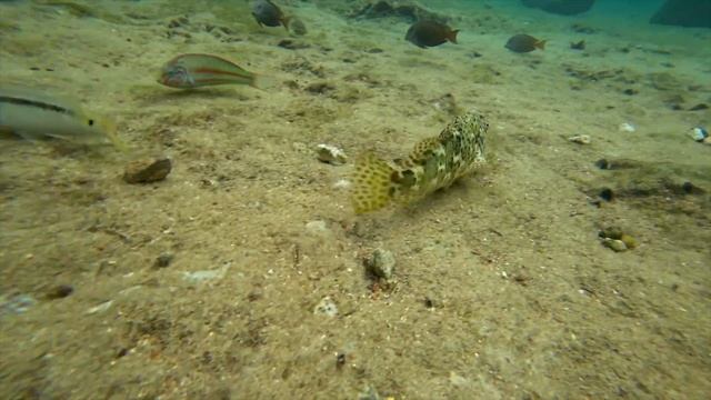 Египет интро смотреть онлайн