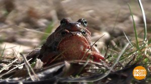 Жабы, вперед к семейному счастью! Доброе утро. Фрагмент выпуска от 23.04.2025