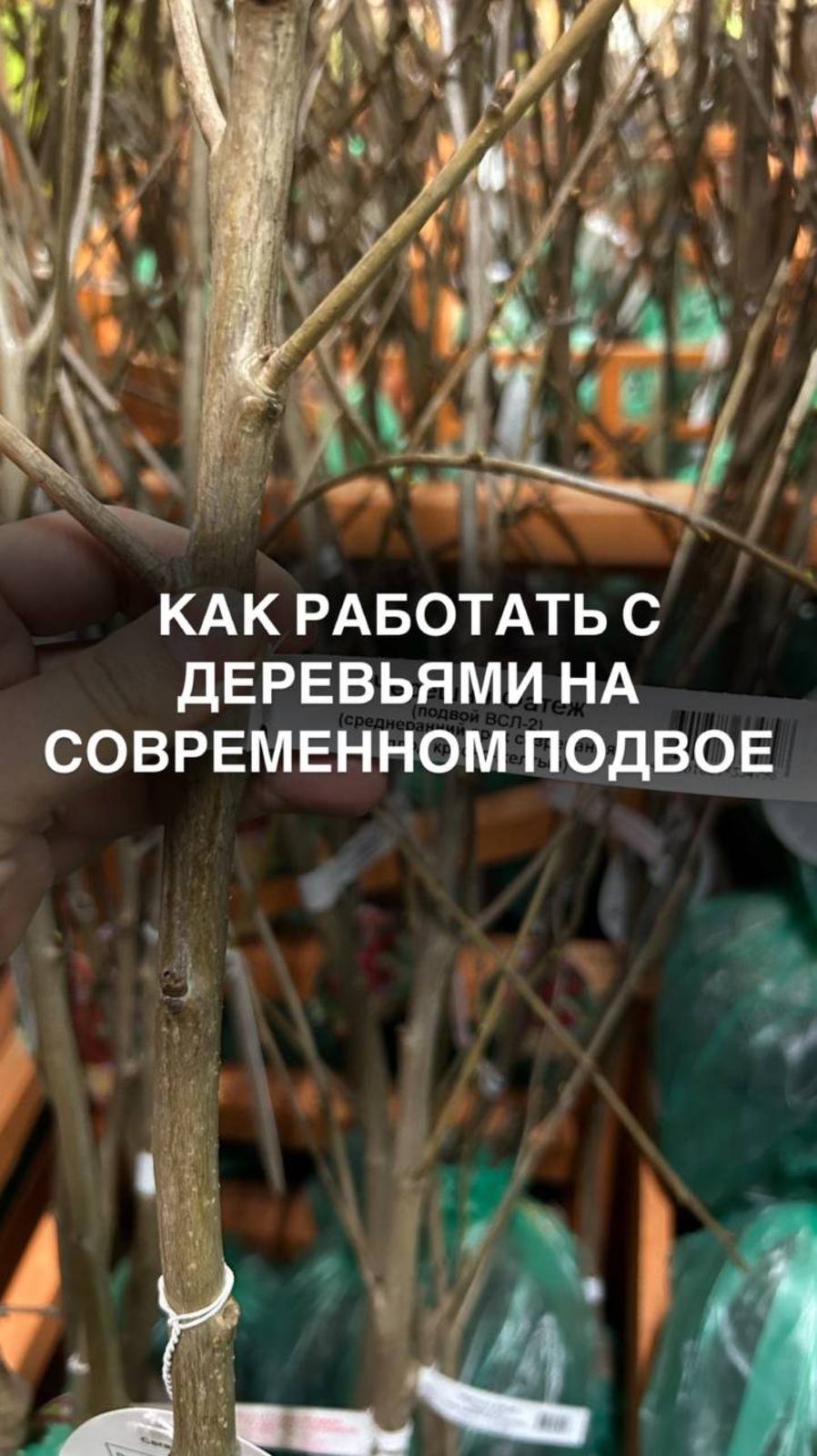 Как работать с плодовыми деревьями на современных подвоях 
#любимыйсад #яблоки #урожай #изяблок