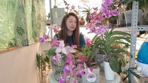 Ты не поверишь, что  эти орхидеи были дохлыми реанимашками, а теперь борода из корней и пышно