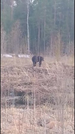 Встретили медведя!