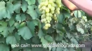 Виноград Мускат Диевский