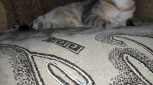 котики Койот