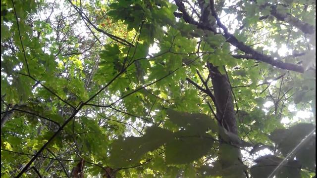 Мое видео №81 Ездили в Слуцк регулировали двери . 27.07.2017г смотреть онлайн