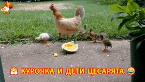Курочка воспитывает цесарят 🐣🐥🐤