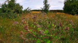 11 ЛОПУХ  РЕПЕЙНИК ОБЫКНОВЕННЫЙ