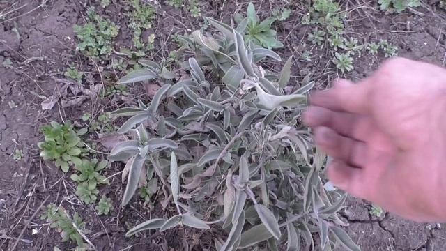 Шалфей после зимы