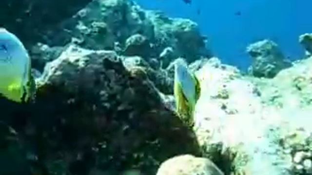 Maldives Fish смотреть онлайн