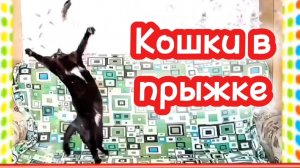 Кошка в прыжке!