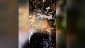 Элитные карпы кои в Дубае