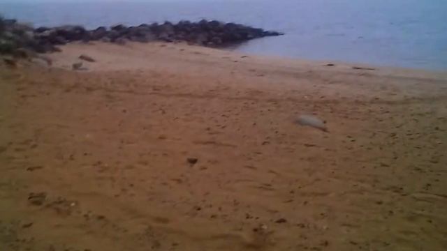 Достопримечательности Коприно