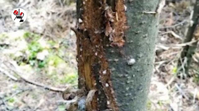Мишка дачникам все грядки затоптал