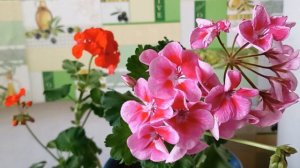 Наращивание цветоносов на Пеларгонии Герани