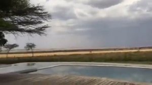 Жирафы у бассейна