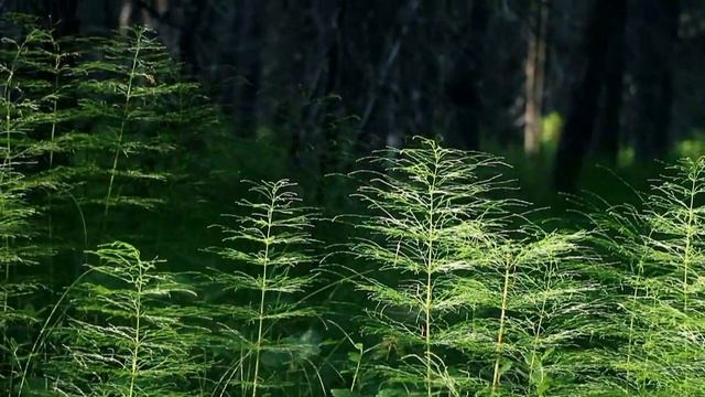 Строим лесную стоянку для отдыха смотреть онлайн