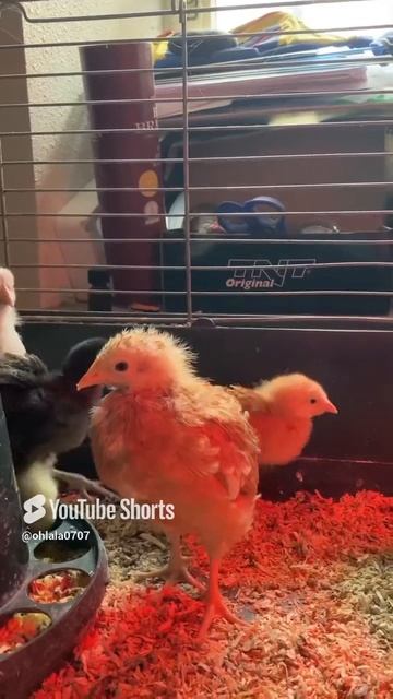 Techno chicken