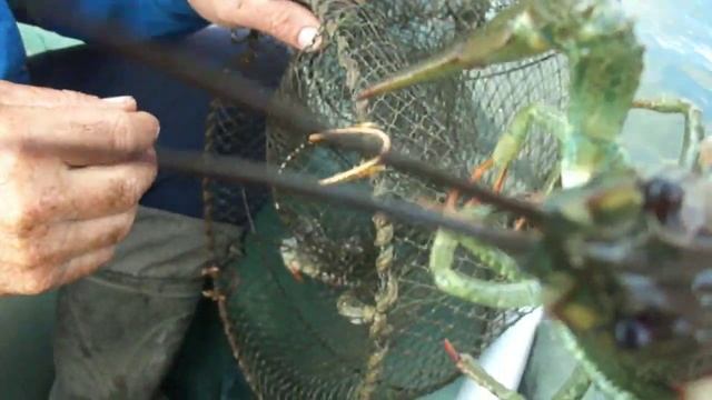 24ЧАСА В ДЕРЕВНЕ)чуть не умер)Кормлю кур, ездил за раколовками!) смотреть онлайн