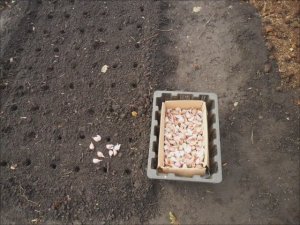 Всходы озимого чеснока