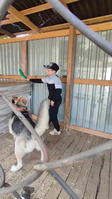 #арчи #2023 #хаски #весна #гулять #игрушка #прогулка смотреть онлайн