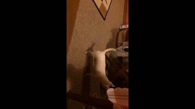 ПокимоноЖук