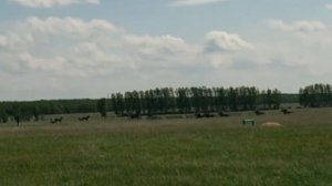 Скачки г Дюртюли кобылы 3 х лет 2015 г.