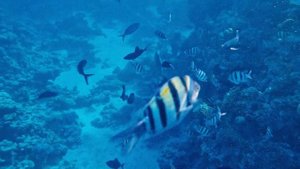 Шарм Эльшейх, ISLAND VIEW RESORT 5*