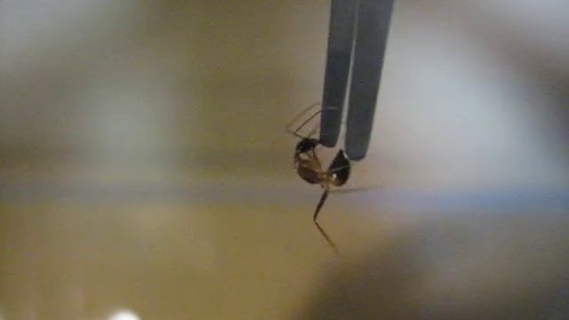 Camponotus fellah worker biting tweezer смотреть онлайн