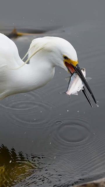 📹 Рыболовный момент смотреть онлайн