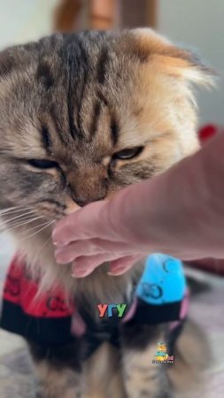 А что вы любите из сладенького?😸 #котики #милота #сладенькое